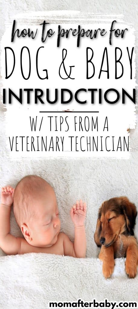 How to prepare your dog to meet baby