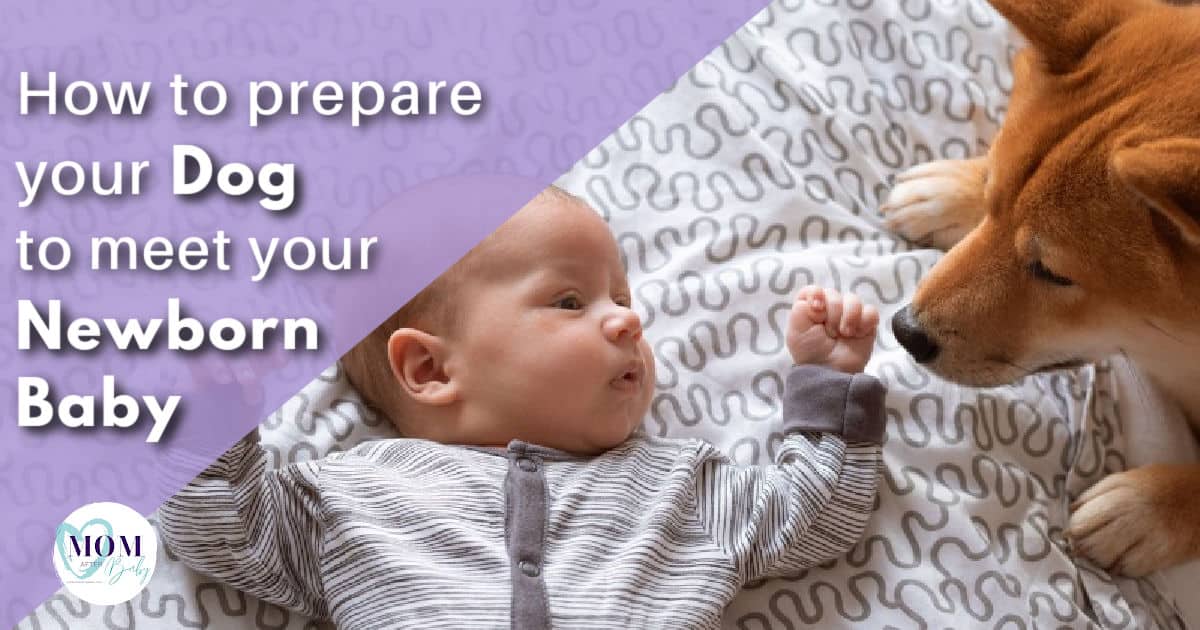 How to Prepare Your Dog for Your Newborn Baby's Arrival
